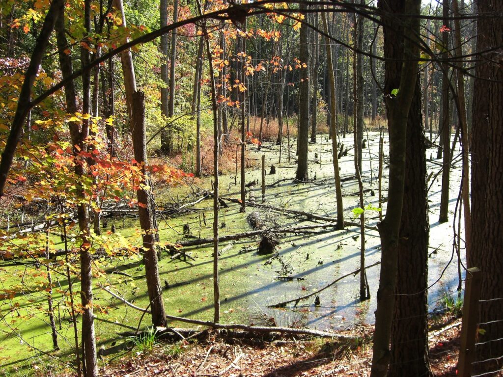 American Tobacco Trail - Bog View